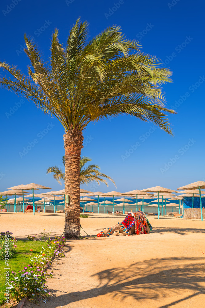 Obraz premium Camel resting in shadow on the beach of Hurghada, Egypt
