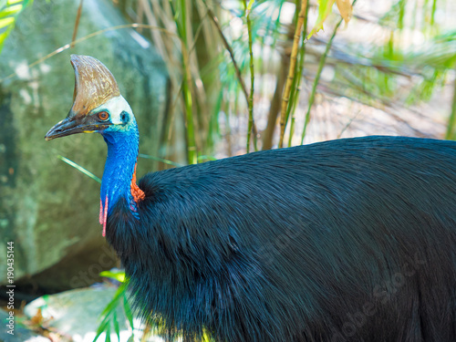 Portrait of Cassowary bird, native to the tropical forests of New Guinea and northeastern Australia.