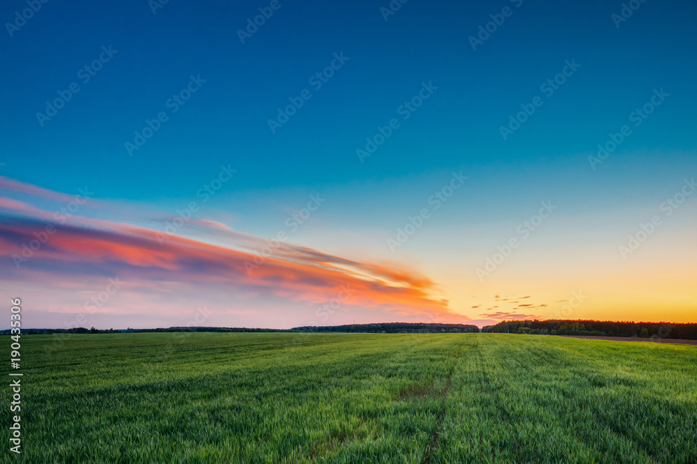 Landscape Of Green Young Wheat In Spring Field Under Scenic Summer