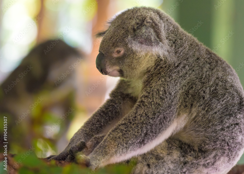 Fototapeta premium Portrait of koala marsupial native to Australia