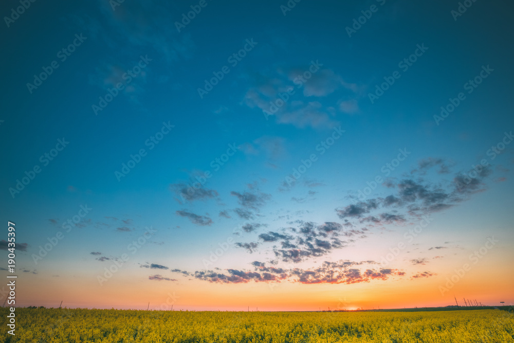 Agricultural Landscape With Flowering Blooming Rape, Rapeseed, Oilseed