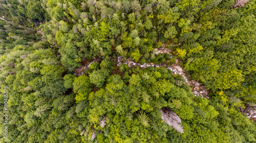 Drop down view of tree tops.