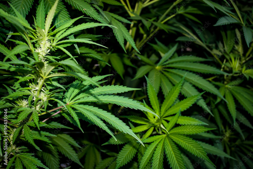 Fototapeta premium Cannabis Farm