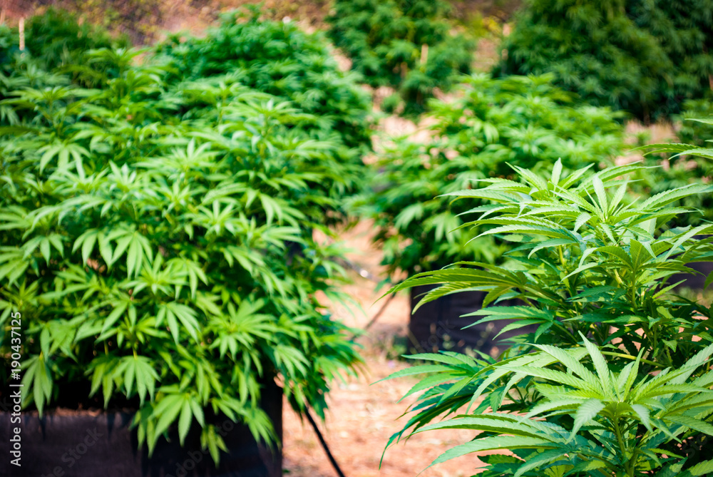 Cannabis Farm