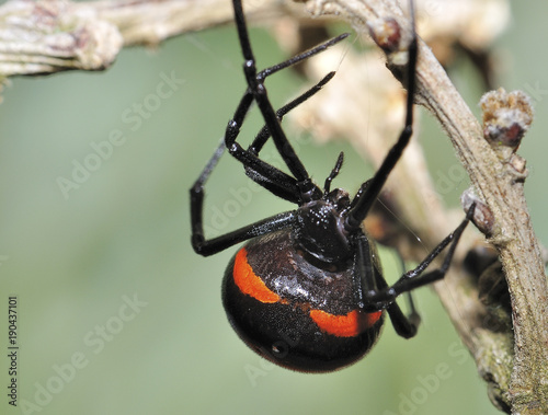 araignée veuve noire photo