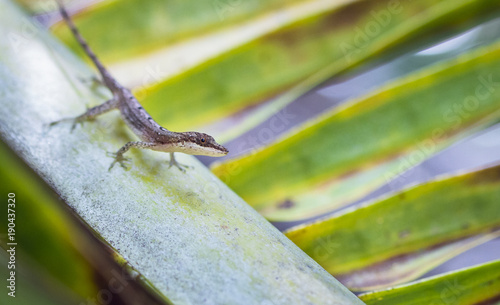 A slender anole (Anolis fuscoauratus, aka Norops limifrons) on a palm frond in Costa Rica. photo