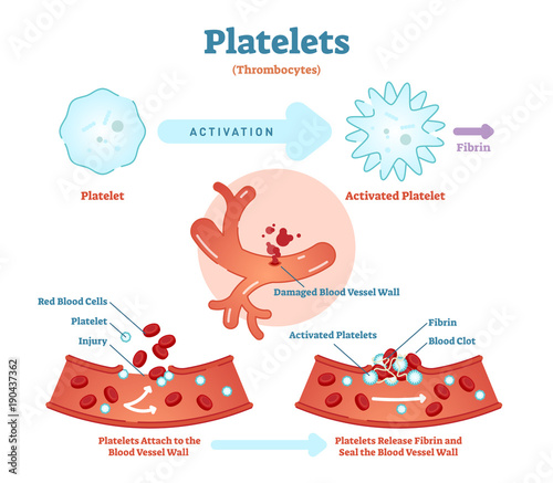 Platelets or thrombocyte activation fibrin in blood vessel vector illustration diagram. Anatomical blood circulation system scheme.  photo