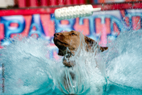 Dock Jumping Dogs