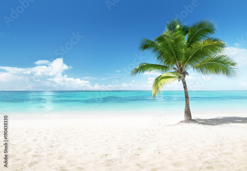 Fototapeta Naklejka Na Ścianę i Meble -  Palm on the beach, Dominican Republic