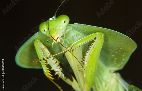 A hooded mantis (Choeradodis rhomboidea) cleans its antennae at night in Costa Rica.