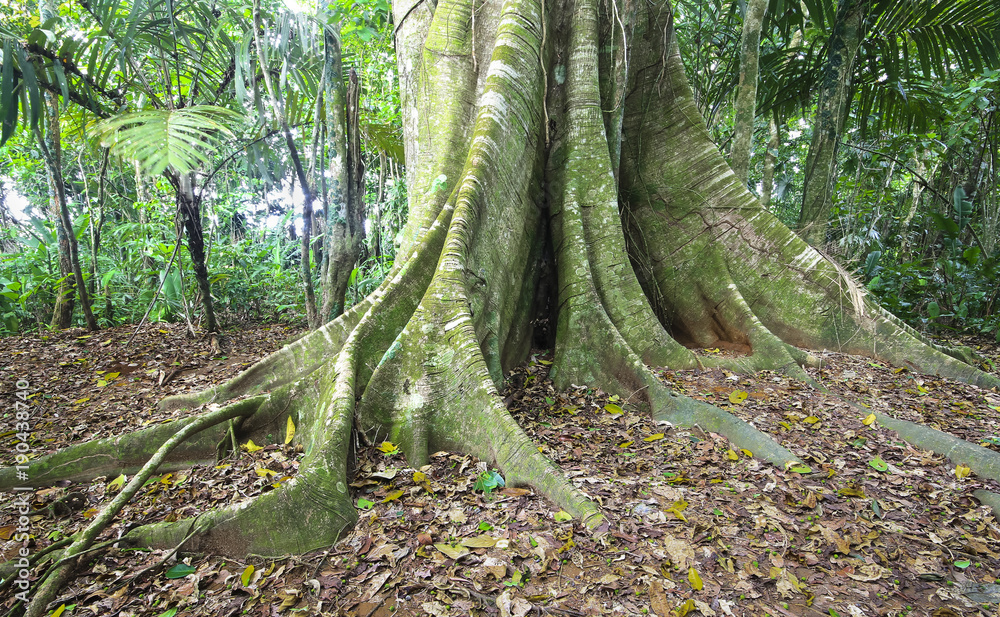 Massive buttress roots at the base of a tree in Costa Rica. Stock Photo ...