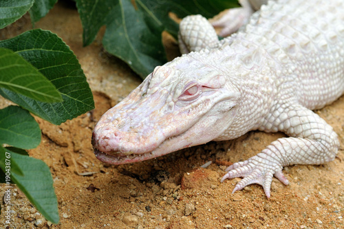 alligator albinos photo
