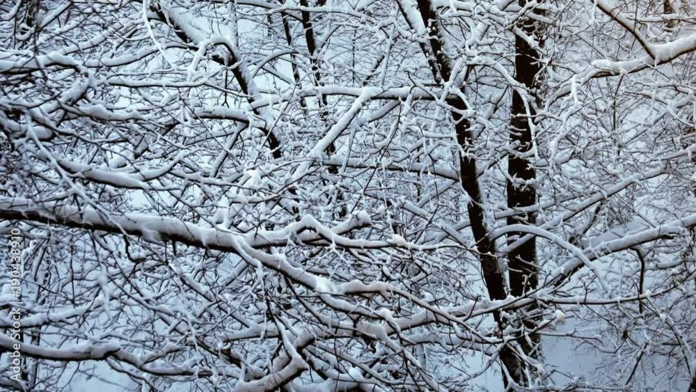 Winter landscape - frosty trees in snowy forest in the sunny morning. Tranquil winter nature in city park of Russia Winter landscape - frosty trees in snowy forest in the sunny morning. Tranquil winter nature in city park of Russia