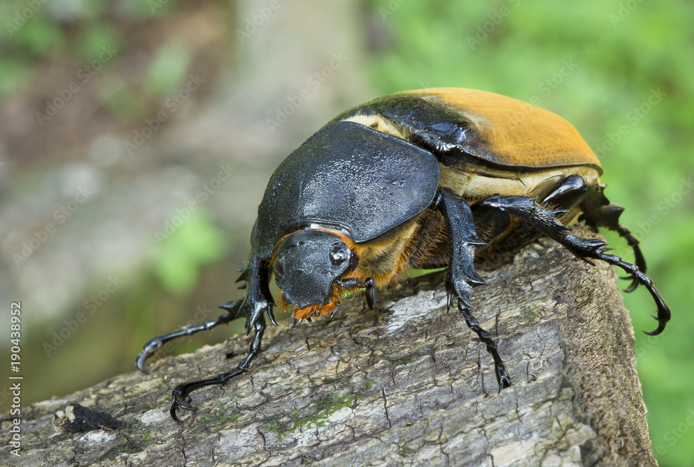 A large female hercules beetle (Dynastes hercules) in Talamanca, Costa Rica. A large female hercules beetle (Dynastes hercules) in Talamanca, Costa Rica.