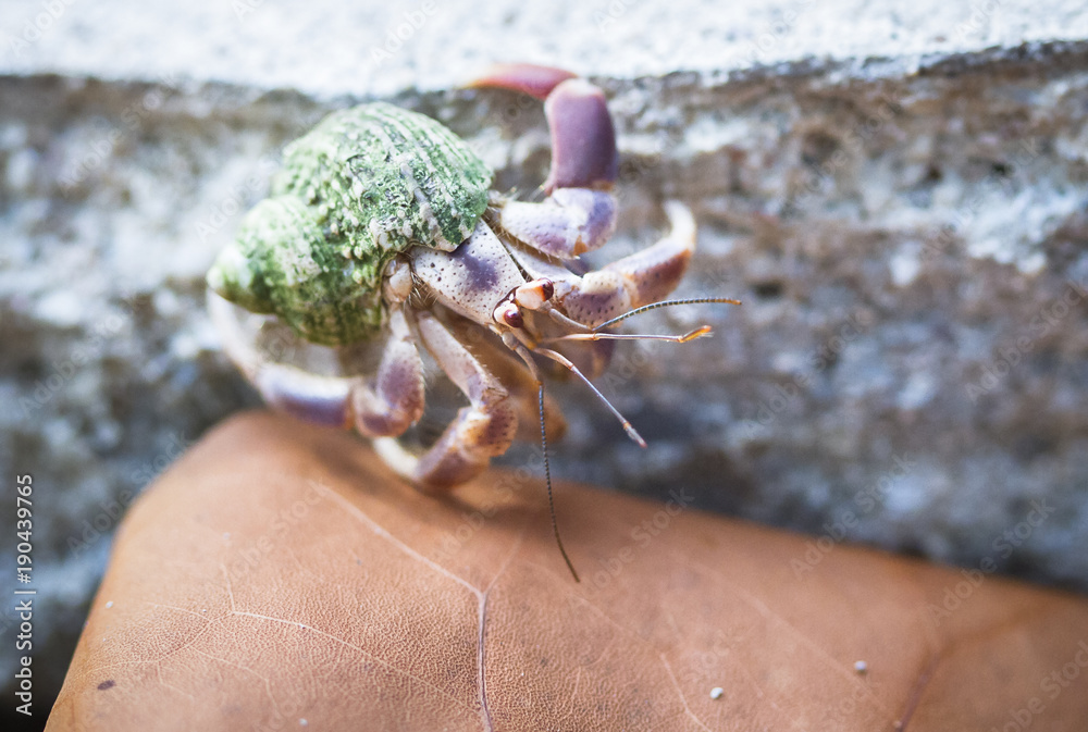 A hermit crab crawls over rocks and leaves on a beach in Cahuita National Park, Costa Rica.