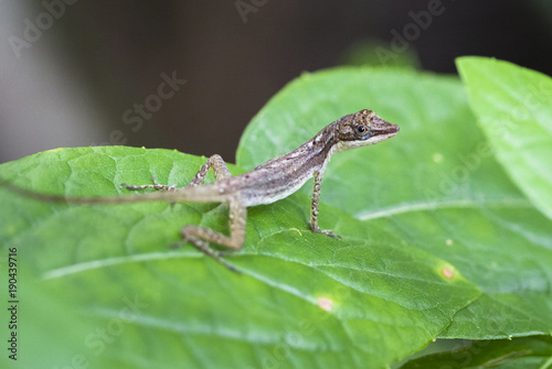 A slender anole (Anolis fuscoauratus, aka Norops limifrons) resting on a large leaf in Cahuita National Park, Costa Rica. © Kevin
