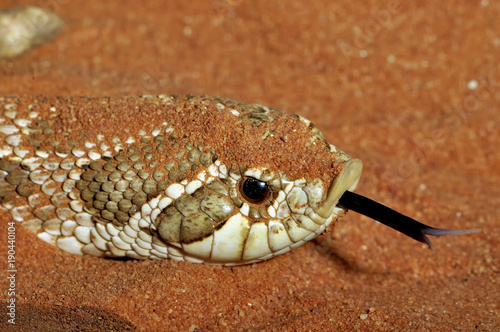 serpent héterodon nasicus photo
