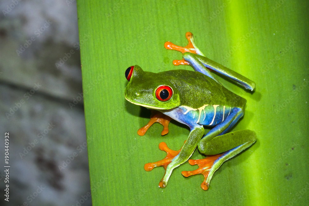 Naklejka premium A red eyed treefrog (Agalychnis callidryas) on a leaf at night in Tortuguero National Park, Costa Rica.
