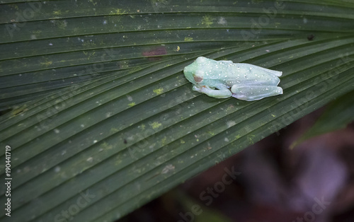 A scarlet-webbed tree frog (Hypsiboas rufitela) sleeps on a large leaf in Tortuguero National Park, Costa Rica. photo