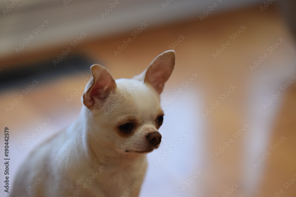 Chihuahua Dog 