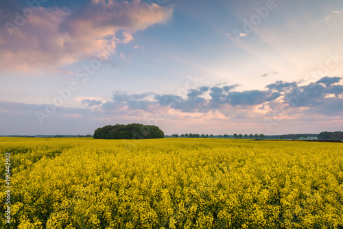 Yellow rape field and beautiful colorful sky. Sunset time. Poland.