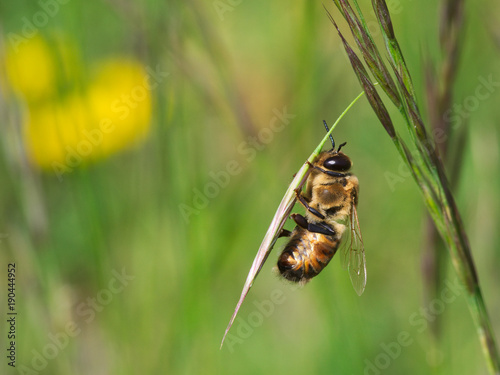 Biene sitzt auf Grashalm © Wolfgang Schmid