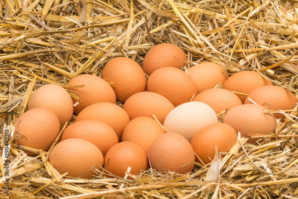 Freerange fresh raw eggs in recycled paper egg cartons or on the straw