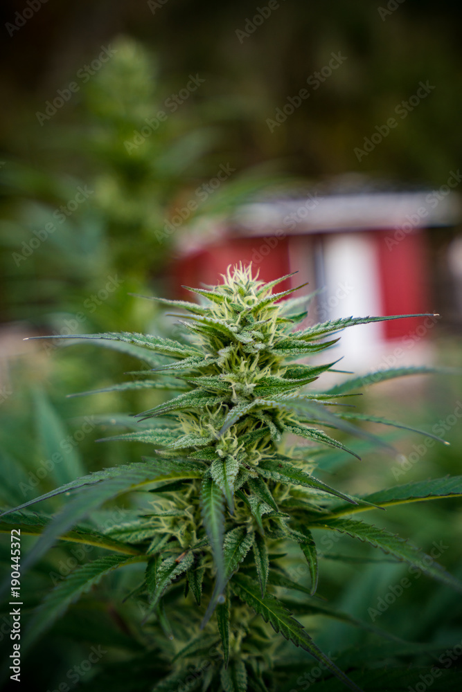 Cannabis Life Plant Strain Agent Orange Stock Photo Adobe Stock