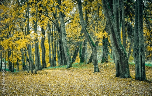 Autumn landscape in the park. Nature in the vicinity of Latvia, yellow leaves and bare trees of beautiful autumn.