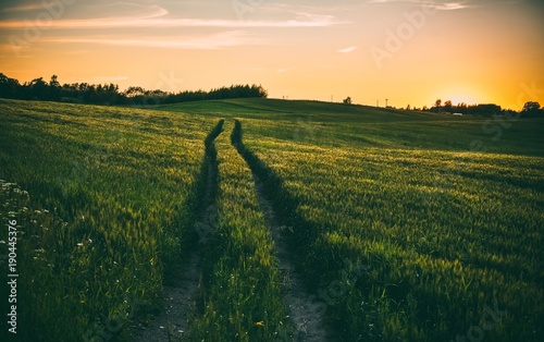 A beautiful shot of tire track path through a thick green field at sunset