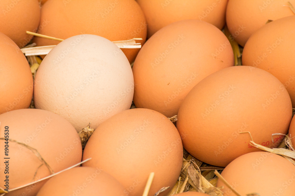 Freerange fresh raw eggs in recycled paper egg cartons or on the straw Freerange fresh raw eggs in recycled paper egg cartons or on the straw