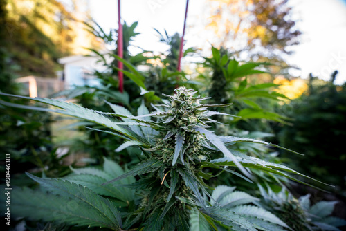 Cannabis Live Plant - Strain: Blue Widow