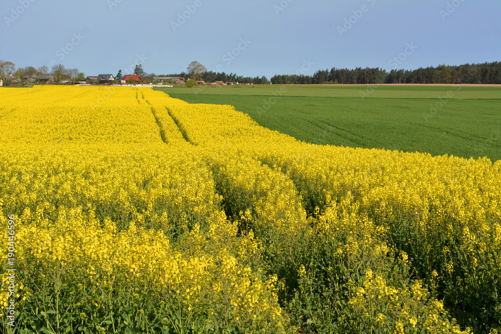 Blooming yellow rapeseed field under blue sky. Poland
