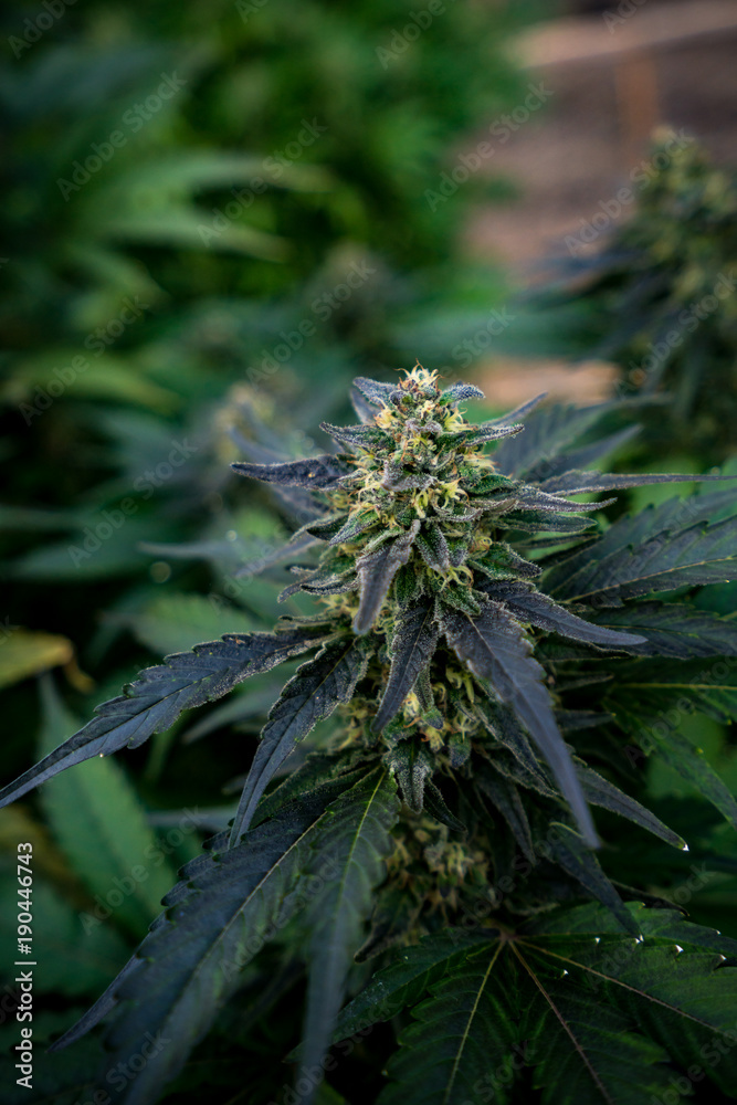 Cannabis Live Plant - Strain: Blue Widow Cannabis Live Plant - Strain: Blue Widow