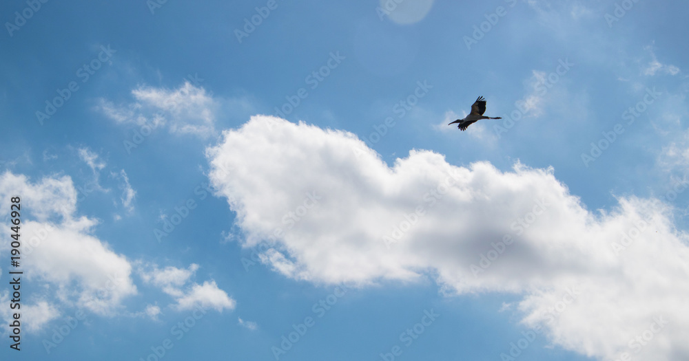 Beautiful Australian Ibis in flight