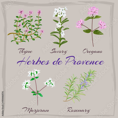 herbs de provence set.  thyme, oregano, Savory, Marjoram, Rosemary