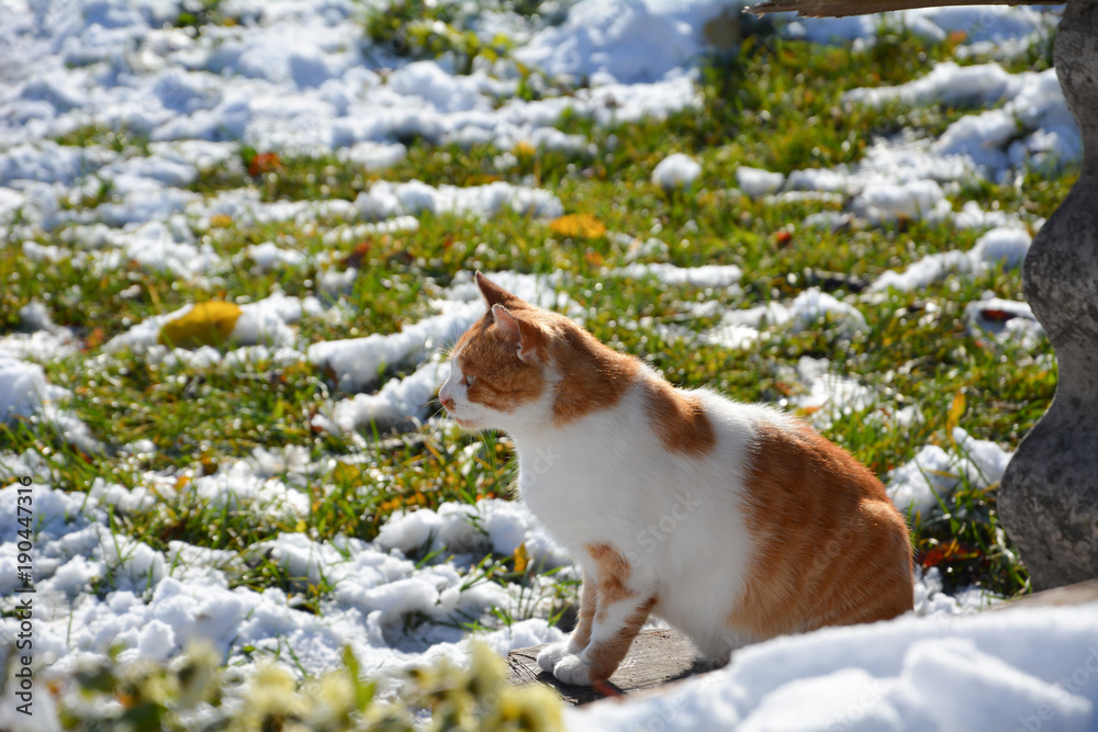 Ginger cat in winter autumn garden among snow and green grass