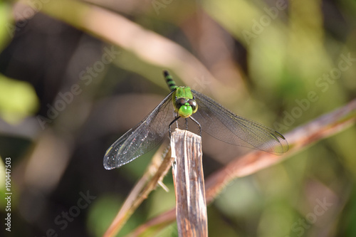 Pondhawk dragonfly, Samara, Costa Rica