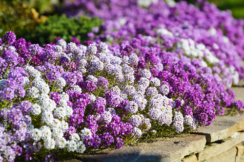 White, lilac and violet flowers alyssum on flowerbed in summer garden.