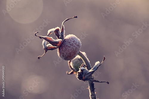 wild rose berries covered with frost in the morning light