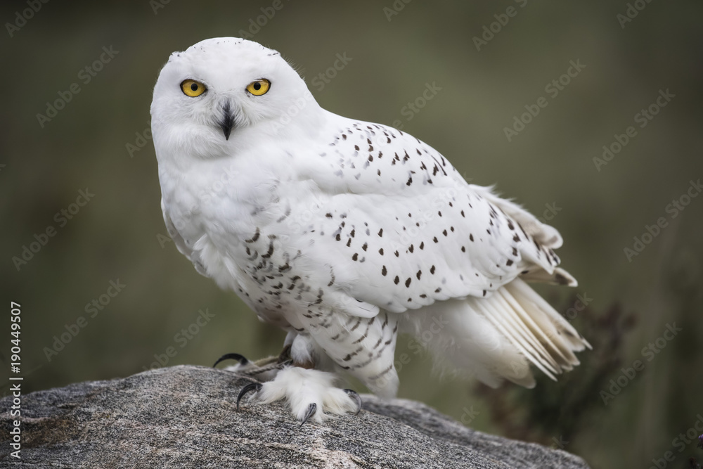 Snowy Owl - obrazy, fototapety, plakaty 