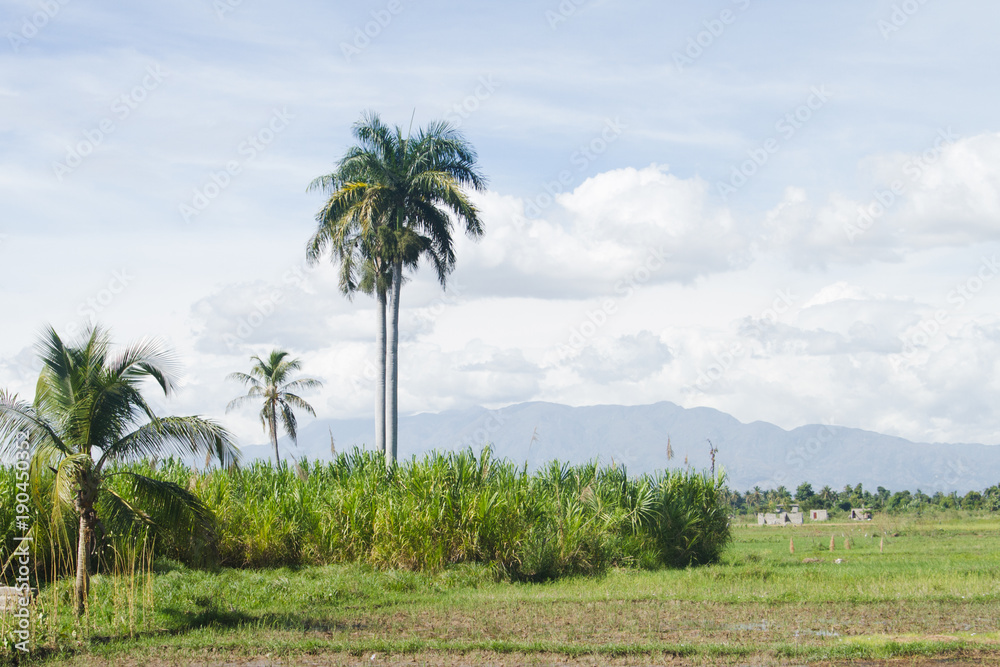palm tree in field with mountain behind palm tree in field with mountain behind