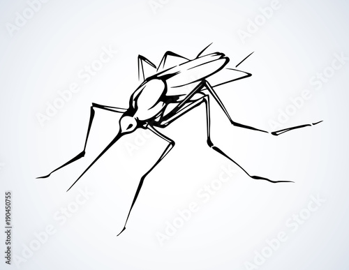 Mosquito. Vector drawing