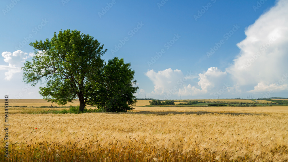 Wheat field on a background of blue sky. Panorama from multiple images Wheat field on a background of blue sky. Panorama from multiple images