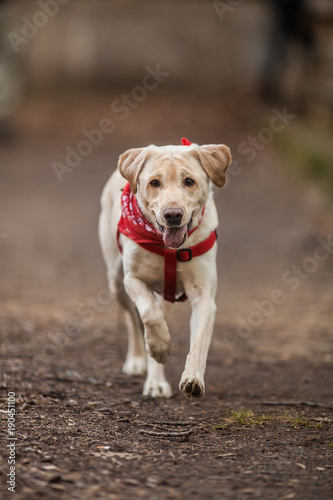 Adorable Purebred Labrador Retriever Running