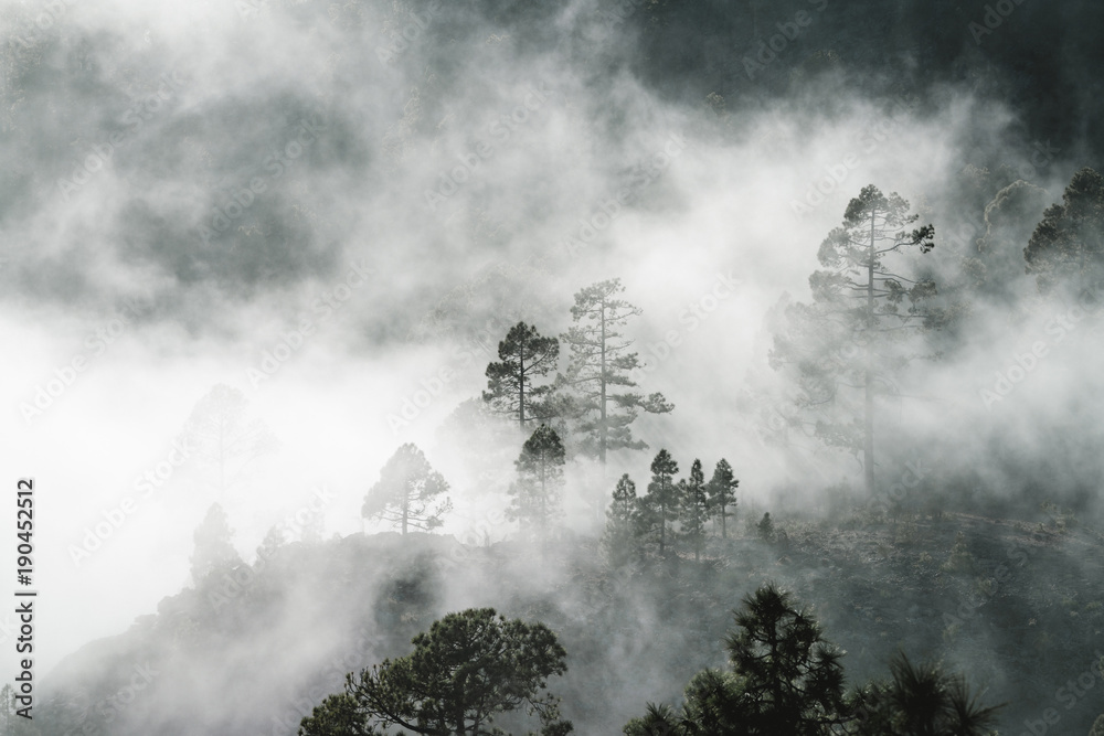 Trees in forest during foggy weather Trees in forest during foggy weather
