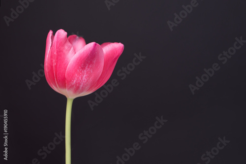 Spring Pink Tulip on dark Background