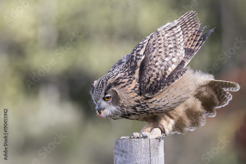 Turkmenian Eagle Owl
