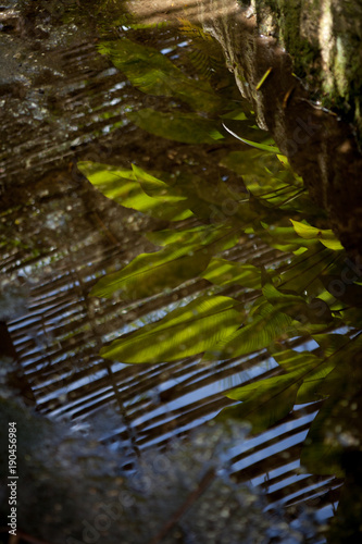 Reflejo de hojas en un charco © laura