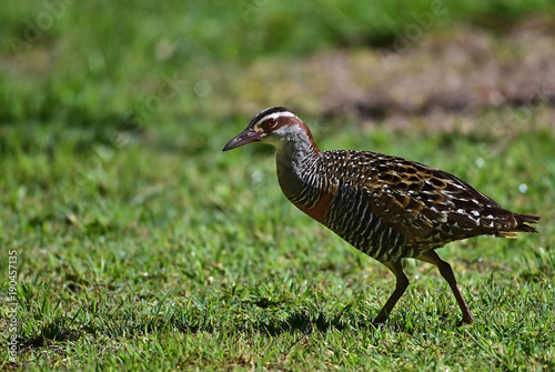 Buff-banded rail photo